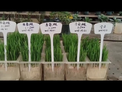 تأثيرات الهيستيدين على الجهاز الجذر